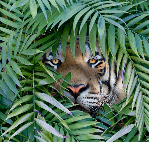 Melhores práticas de screening de mídia negativa