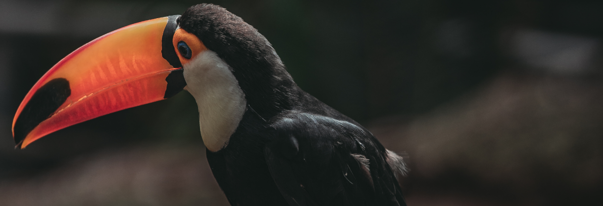 Tráfico de vida selvagem